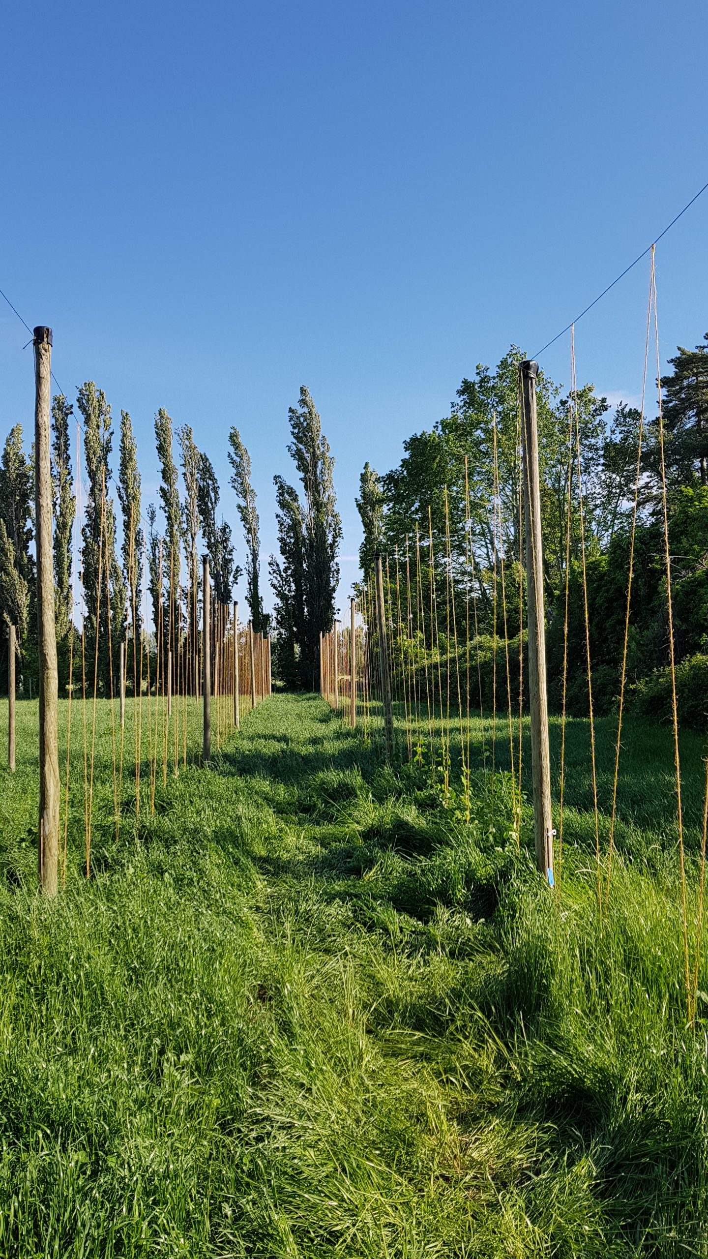 La première houblonnière en Vaucluse Mas Ribelly